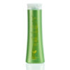 Angelica Essential Oil - 5 ml - Image 21